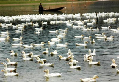 養(yǎng)殖、食品廢水